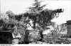 bundesarchiv bild 101i-310-0876-15 italien getarnter panzerjger nashorn-hornisse